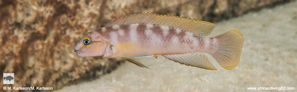 Telmatochromis cf. temporalis 'Ngosa Point'