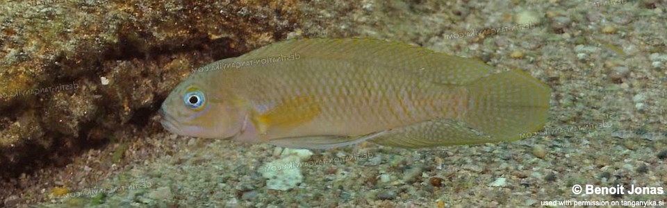 Telmatochromis cf. temporalis 'Nkondwe Island'