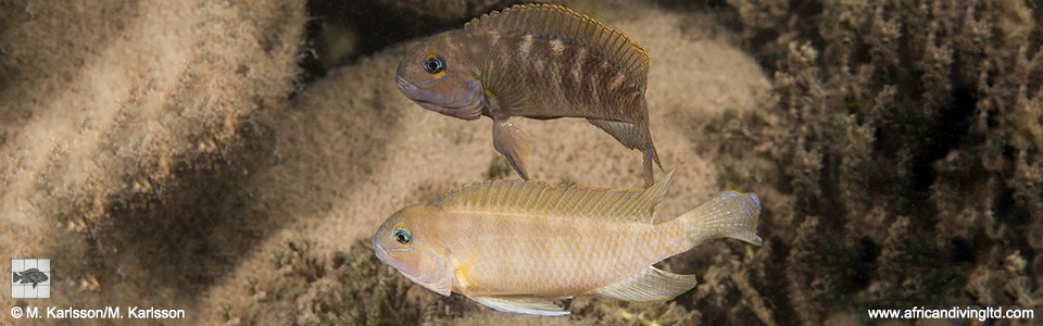 Telmatochromis cf. temporalis 'Nkonkonti Bay'