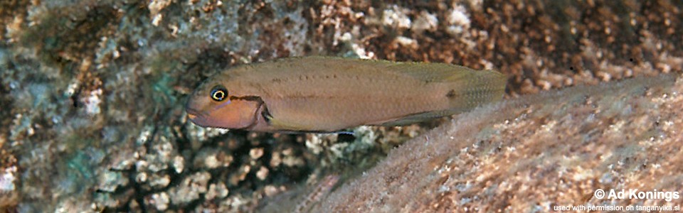 Telmatochromis cf. temporalis 'Sibwesa'