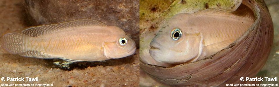 Telmatochromis cf. temporalis (unknown locality)<br><font color=gray>Telmatochromis burgeoni (unknown locality)</font> 