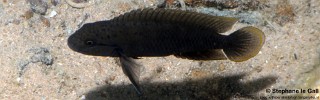 Telmatochromis cf. temporalis 'Kigoma'.jpg