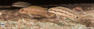 Telmatochromis cf. temporalis 'Kisi Island'.jpg