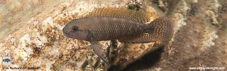 Telmatochromis cf. temporalis 'Kitawe'.jpg