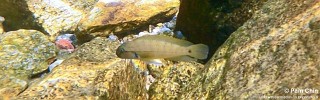 Telmatochromis cf. temporalis 'Mahale Mountains NP'.jpg