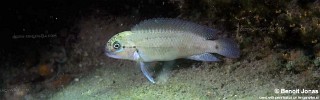 Telmatochromis cf. temporalis 'Maswa'.jpg