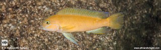 Telmatochromis cf. temporalis 'Muloba Bay'.jpg