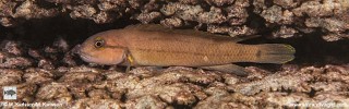 Telmatochromis cf. temporalis 'Namansi'.jpg