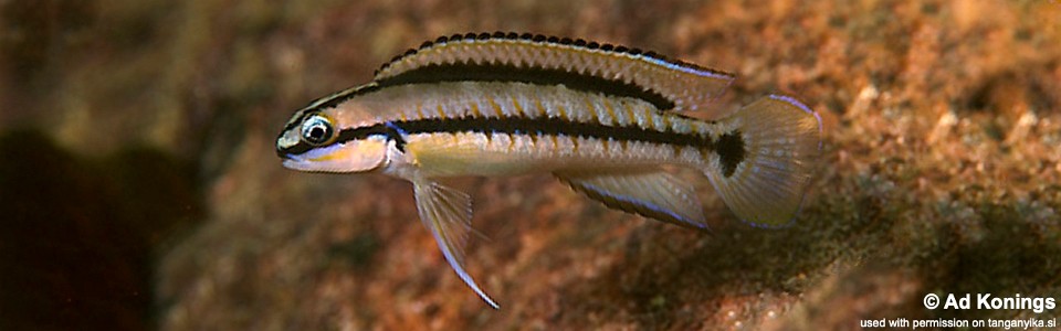 Telmatochromis vittatus 'Chituta Bay'