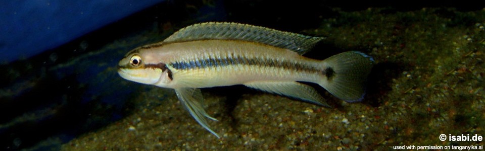 Telmatochromis vittatus (Congo)