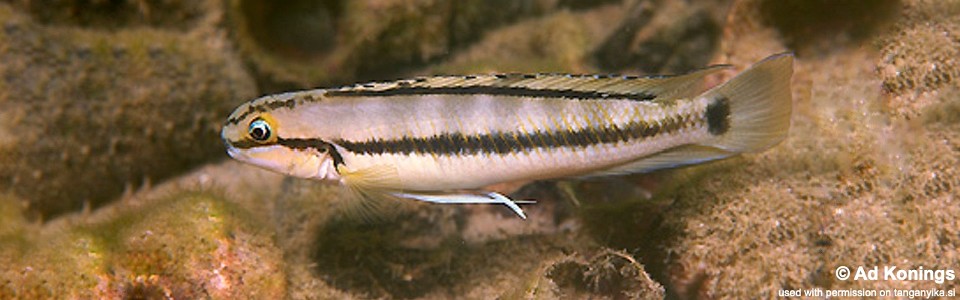 Telmatochromis vittatus 'Isanga Bay'