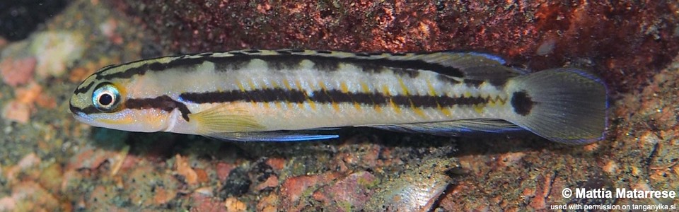 Telmatochromis vittatus 'Kalugunga'