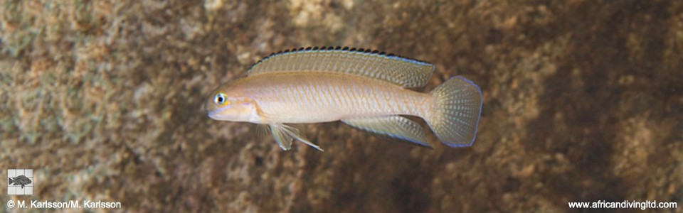 Telmatochromis vittatus 'Kasola Island'