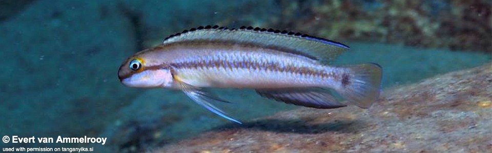 Telmatochromis vittatus 'Kekese'