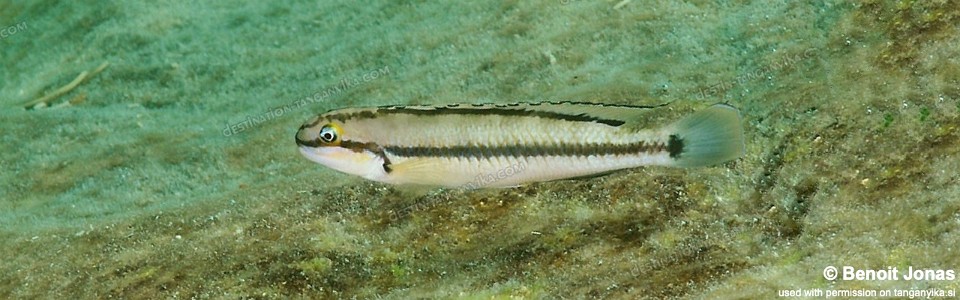 Telmatochromis vittatus 'Kerege Island'