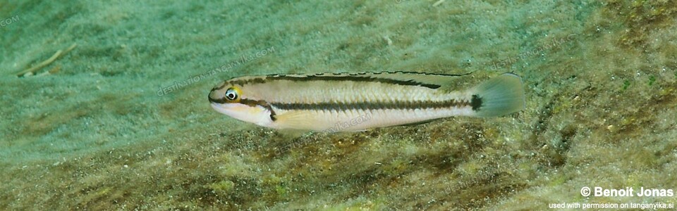 Telmatochromis vittatus 'Kerenge Island'