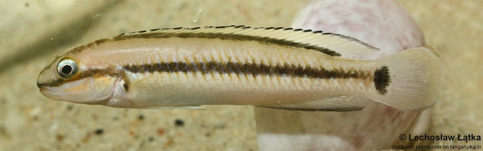 Telmatochromis vittatus 'Kipili'