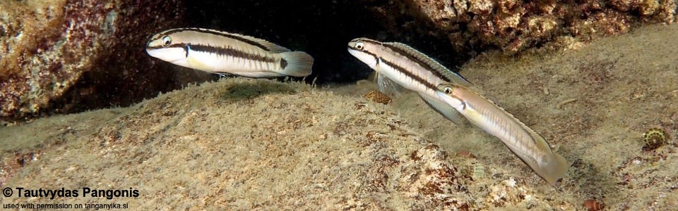 Telmatochromis vittatus 'Kombe'