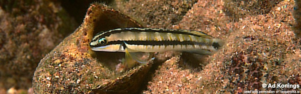 Telmatochromis vittatus 'Mbita Island'