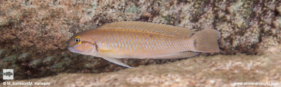 Telmatochromis vittatus 'Mtosi Bay'