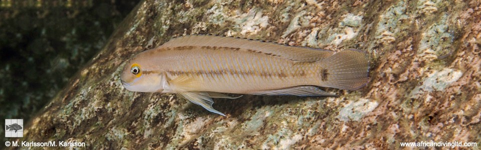 Telmatochromis vittatus 'Ngosa Point'