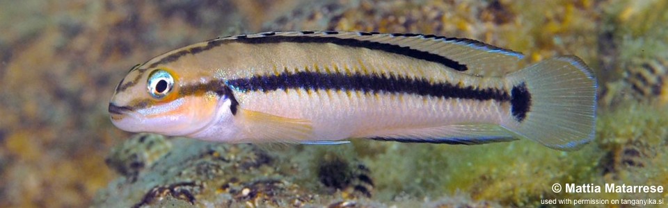 Telmatochromis vittatus 'Nkondwe Island'