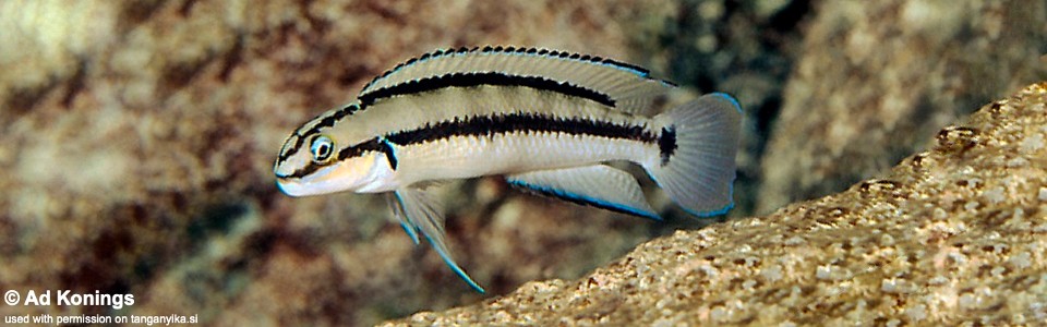 Telmatochromis vittatus 'Ulwile Island'