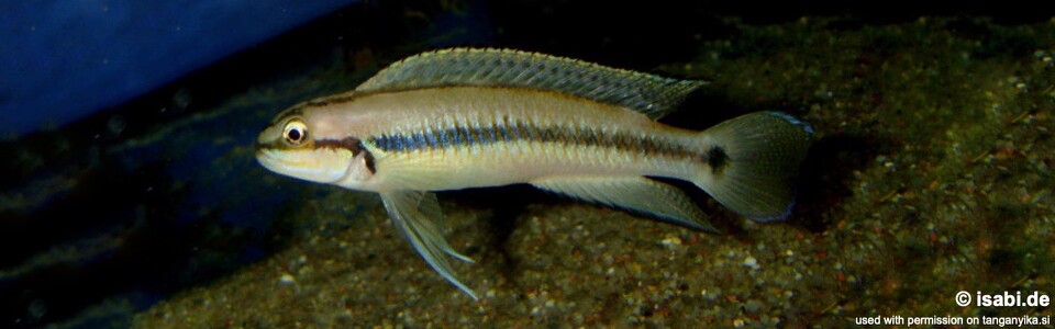 Telmatochromis vittatus (Congo)