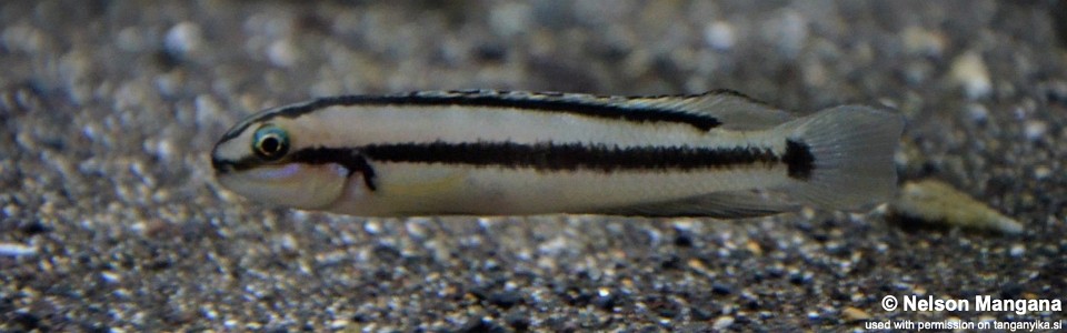 Telmatochromis vittatus (unknown locality)