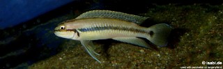 Telmatochromis vittatus 'Congo'.jpg