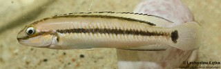 Telmatochromis vittatus 'Kipili'.jpg