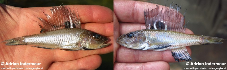 Trematocara macrostoma 'Chituta Bay'