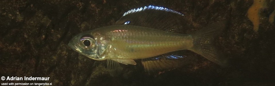 Trematocara stigmaticum 'Kalambo Lodge'