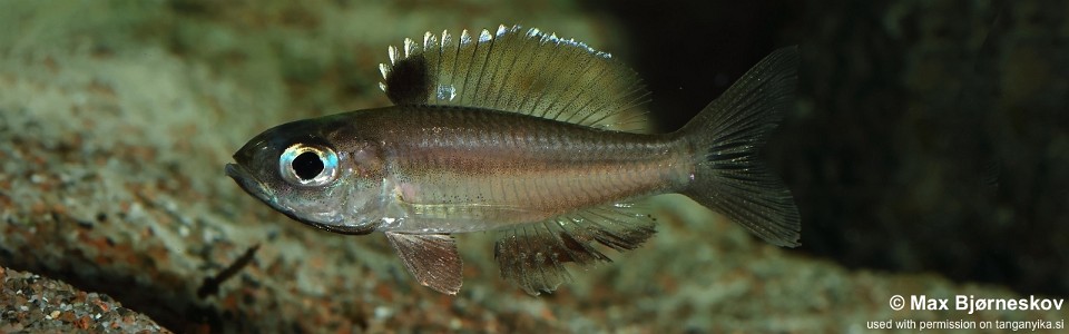 Trematocara stigmaticum 'Kigoma area'