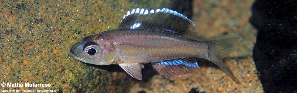 Trematocara stigmaticum 'Mkangazi'