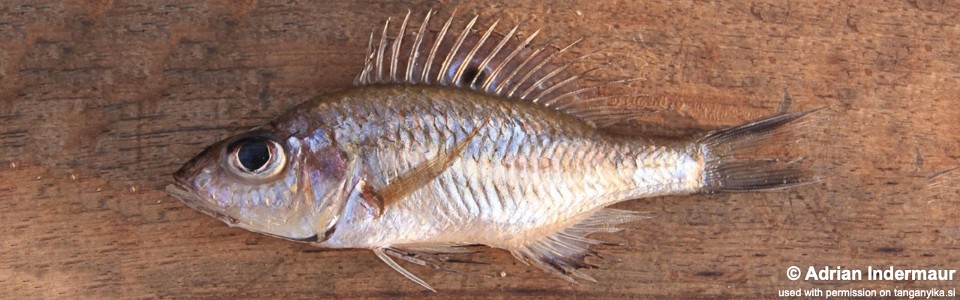 Trematocara unimaculatum (Mpulungu market)