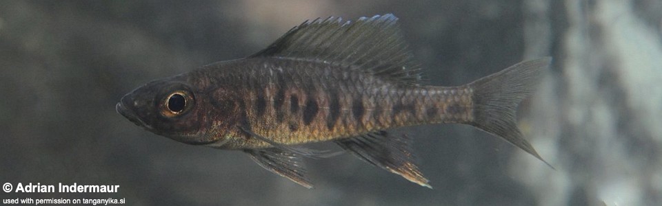 Trematocara zebra 'Korongwe Bay'