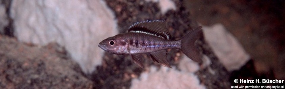 Trematocara zebra (unknown locality)