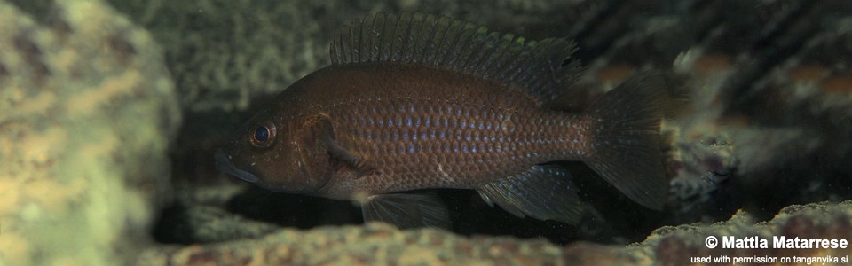 Trematochromis benthicola 'Halembe'<br><font color=gray>Ctenochromis benthicola 'Halembe'</font>