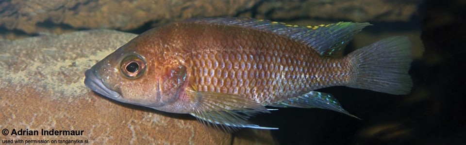 Trematochromis benthicola 'Muchansi'<br><font color=gray>Ctenochromis benthicola 'Muchansi'</font>