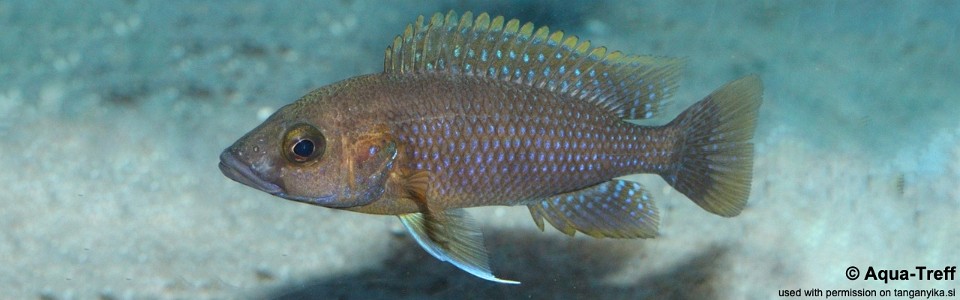 Trematochromis benthicola (unknown locality)<br><font color=gray>Ctenochromis benthicola (unknown locality)</font>