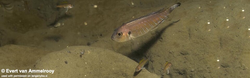 Triglachromis otostigma (Zambia)