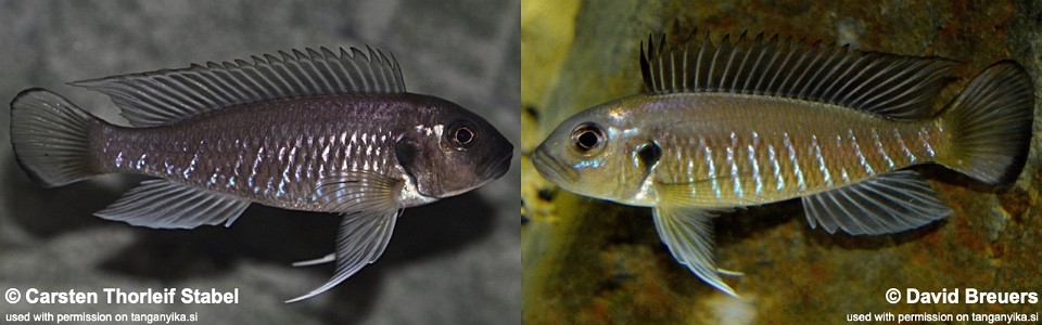 Triglachromis otostigma (unknown locality)