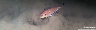 Triglachromis otostigma 'Chituta Bay'.jpg