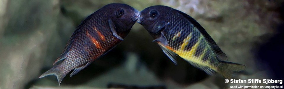 Tropheus 'Muzimu Green'<br><font color=red>T. sp. 'crescentic' x T. sp. 'black'</font>