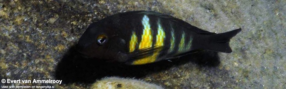 <font color=red>Tropheus hybrids from 'Mahale NP'</font>