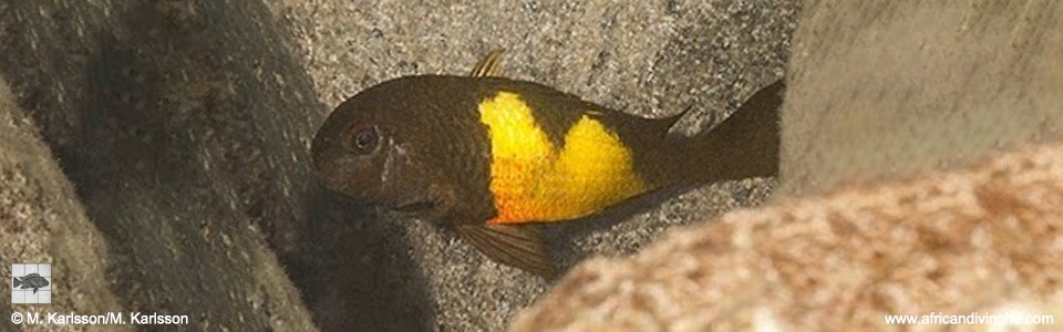 <font color=red>Tropheus sp. 'kaiser' x T. sp. 'kirschfleck'<br>at Lufungu Bay</font>