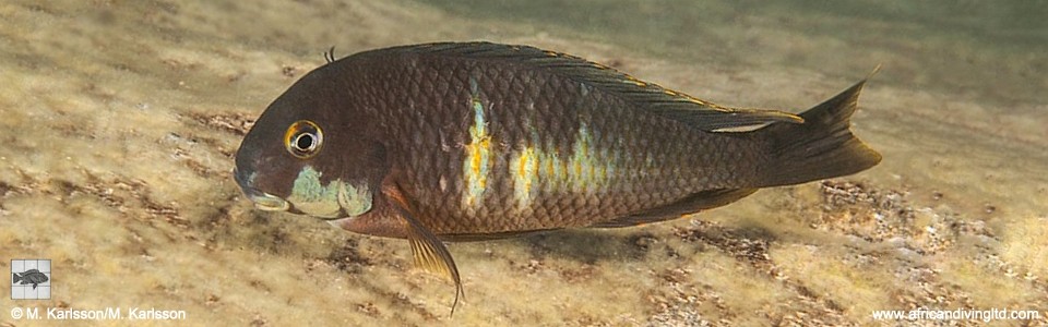 <font color=red>Tropheus sp. 'kirschfleck' x T. sp. 'limespot'<br>at Lyamembe</font>