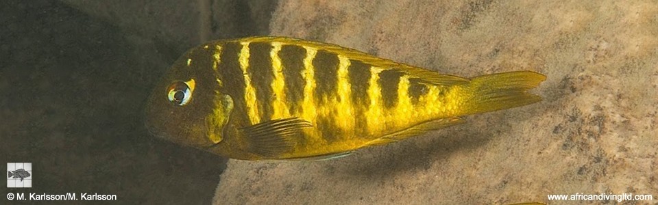 <font color=red>Tropheus sp. 'mpimbwe' x T. sp. 'kaiser'<br>at Udachi</font>