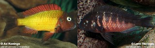 Tropheus (Natural hybrids)